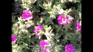 Cistus Sunset  Magenta Rockrose [upl. by Gehlbach904]