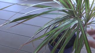 How to Propagate Dragon Tree Dracaena Marginata [upl. by Anavlis]