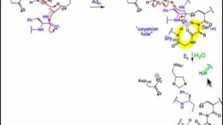 2106 Serine and Cysteine Proteases [upl. by Erodasi]