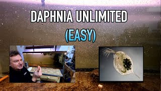 How I Raise Daphnia Water Fleas And You Can Too [upl. by Hebner]