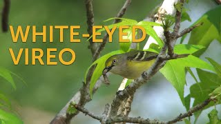 Whiteeyed Vireo [upl. by Aniraad225]