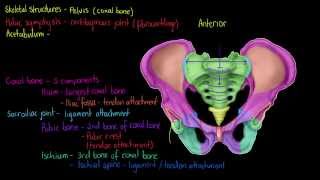 Skeletal Structures The Pelvis [upl. by Feinleib859]