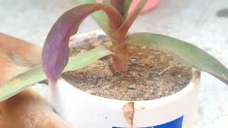 How to propagation rhoeo plant from cuttingboat lity propagation [upl. by Ileray201]