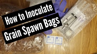 How to Inoculate Grain Spawn Bags [upl. by Auoz]