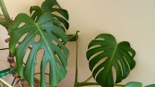 Repotting a 32 Year Old Monster  Monstera deliciosa cheese plant [upl. by Akapol]