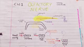 Spinal Nerves Introduction  Nervous system  4K  Chapter 1 [upl. by Sheree]