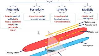 Axillary Vessels and Lymph Nodes  Dr Ahmed Farid [upl. by Virgilio588]