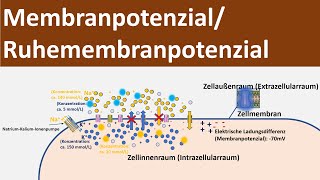 Membranpotential  Ruhepotential  Ruhemembranpotential Biologie Neurobiologie Oberstufe [upl. by Yseult]