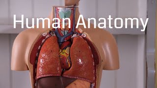 Basic Human Anatomy for Beginners [upl. by Ellinehc]