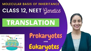 Translation  Class 12  Molecular Basis of Inheritance [upl. by Ekul]