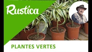 Bouturer un dracaena [upl. by Annaitat]