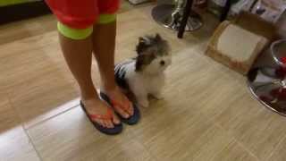 Clever 45 months biewer yorkie puppy doing basic tasks [upl. by Eulalie]