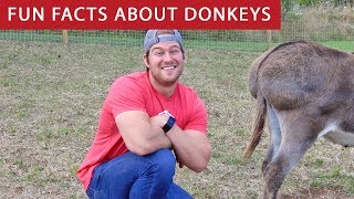 5 Fun Facts About Donkeys Ep 1 [upl. by Aynwat]