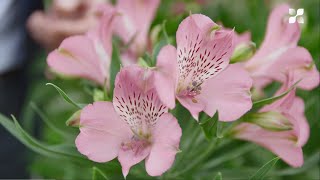 New Cut Flower Introduction 2021 Alstroemeria [upl. by Sidnarb]