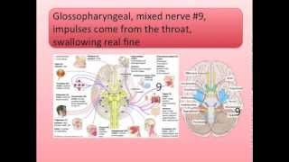 Cranial Nerves Song [upl. by Beare608]