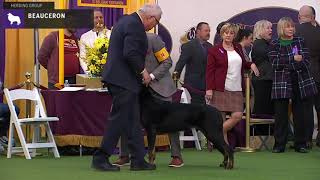 Beauceron  Breed Judging 2020 [upl. by Chrissy557]