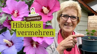 Hibiskus vermehren  Wie geht das [upl. by Atinuaj]