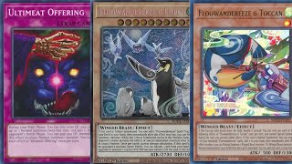 TOP 8 Floowandereeze Deck Profile  PS5 Case Tourney  2024 [upl. by Eeralav919]