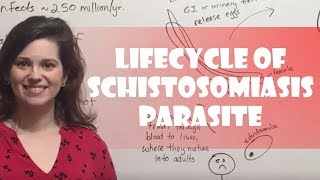 Lifecycle of Schistosomiasis Parasite [upl. by Merv405]