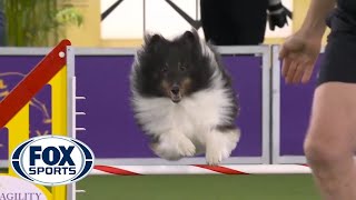 BOSS the Shetland Sheepdogs clean run clinched the 16quot class  FOX SPORTS [upl. by Sheelah939]