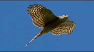 Sparrowhawk Bird Call Bird Song [upl. by Gahan]