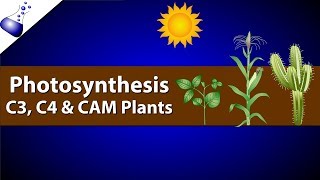 Photosynthesis Comparing C3 C4 and CAM [upl. by Cecilio]