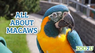 All About Macaws [upl. by Vivian]