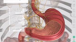 The GastroIntestinal Tract  Complete Anatomy [upl. by Enirtak]