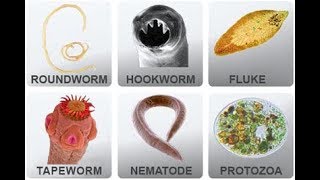 Microbiology of Parasites [upl. by Mccall138]