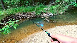 Action Packed Small Creek Fishing [upl. by Nosemyaj158]