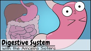 Digestive System [upl. by Mccutcheon956]