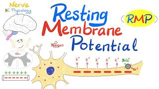 Resting Membrane Potential RMP  Nerve Physiology [upl. by Alleoj]