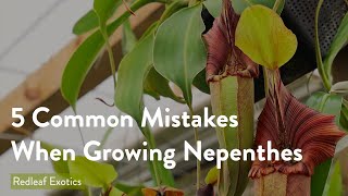 5 Most Common Mistakes When Growing Nepenthes [upl. by Aineles]