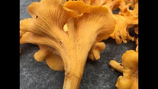 Chanterelle Mushroom amp Jack OLantern Identification [upl. by Malvina247]