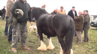 Ballinasloe Horse Fair [upl. by Zebadiah686]