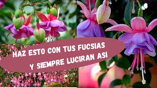 como cuidar 🌺LAS FUCSIAS🌺 [upl. by Ainekahs]