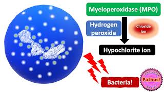 Myeloperoxidase MPO in Health and Disease [upl. by Ynamad]