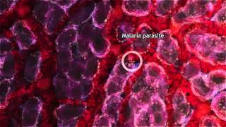 Malaria Lifecycle Part 1 Human Host 2016 [upl. by Lindley51]