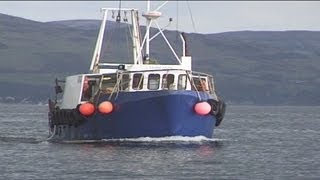 Trawling and Tubing Live Nephrops Prawns [upl. by Kcirdec306]