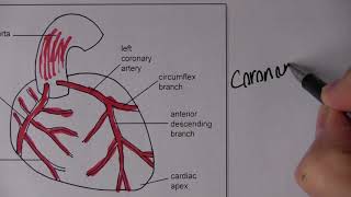 Cardiovascular System 2 Blood circulation with MCQs [upl. by Ada]