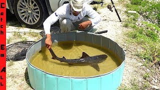 BULL SHARK in POOL POND FRESHWATER [upl. by Eihtur]