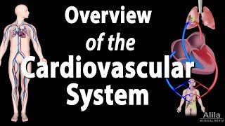 Cardiovascular System Overview Animation [upl. by Yasmeen266]