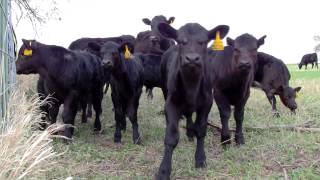 Angus Heifers and Calves [upl. by Jc]