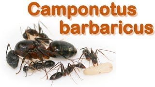 Ant care species guide 2  Camponotus barbaricus [upl. by Melinde]