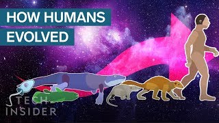 Incredible Animation Shows How Humans Evolved From Early Life [upl. by Eisinger]