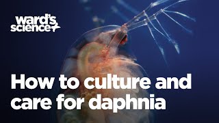 Caring and Culturing for Daphnia [upl. by Jedidiah]