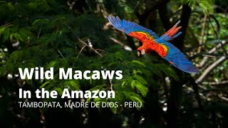 Wild Macaws in the Amazon Jungle Rainforest  Tambopata PERU [upl. by Prentice661]