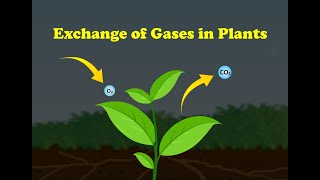 Exchange of Gases in Plants [upl. by Eelarual]