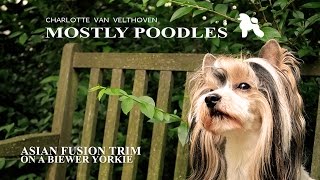 Asian Fusion Groom with a Biewer Yorkie Full Tutorial [upl. by Ettelloc]