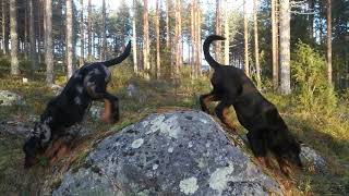 Beauceron puppies  Three months today [upl. by Zetnas]